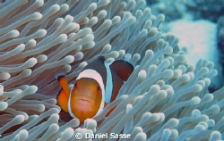 Nemo, Amphiprion Occelaris or False Clownfish, Picture wa... by Daniel Sasse 